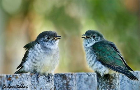 The Photo Contest 2nd Place Winner - Fence sitters