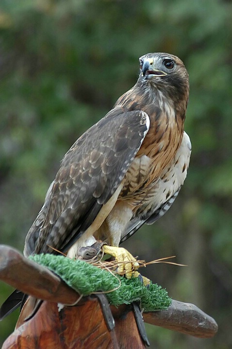 Redtail Hawk - ID: 5167102 © Mike D. Perez