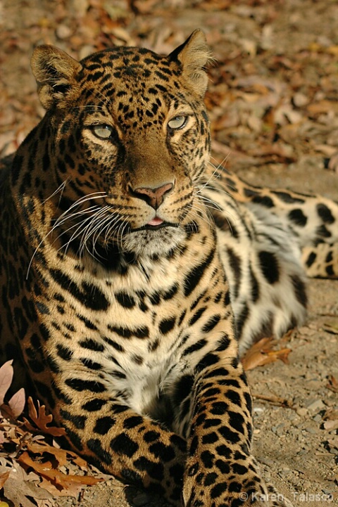 Autumn Leopard