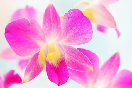 Glowing Orchid