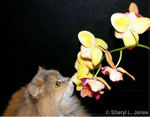 Orchid Inspection