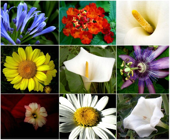 Collage of Flowers