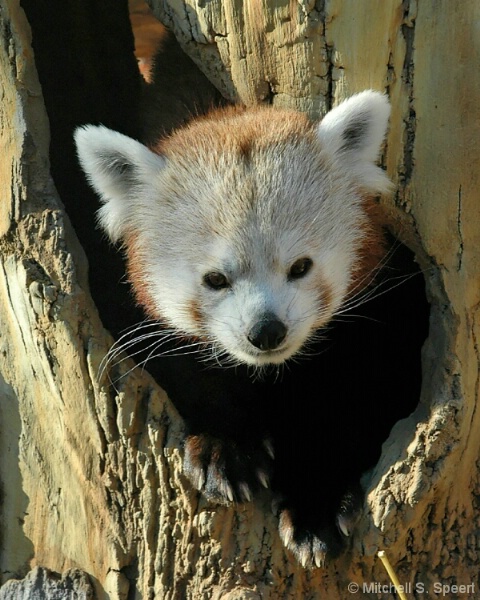 Peek-a-Boo Panda