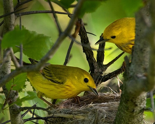 Yellow Warblers at Nest