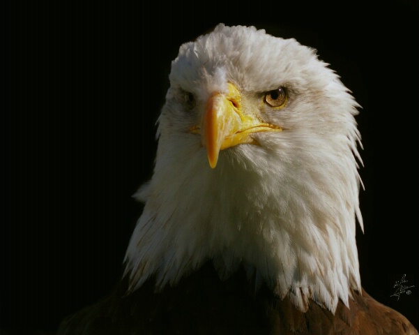 Bald eagle