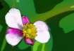 Orton Flower Post...