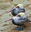 Twin Pelicans