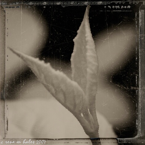 leaves (fragrant verbenum)