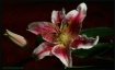 Flora Files