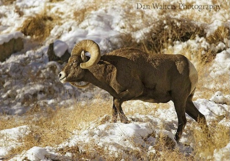 Bighorn Sheep