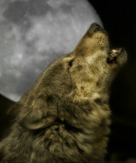 Howling Moon