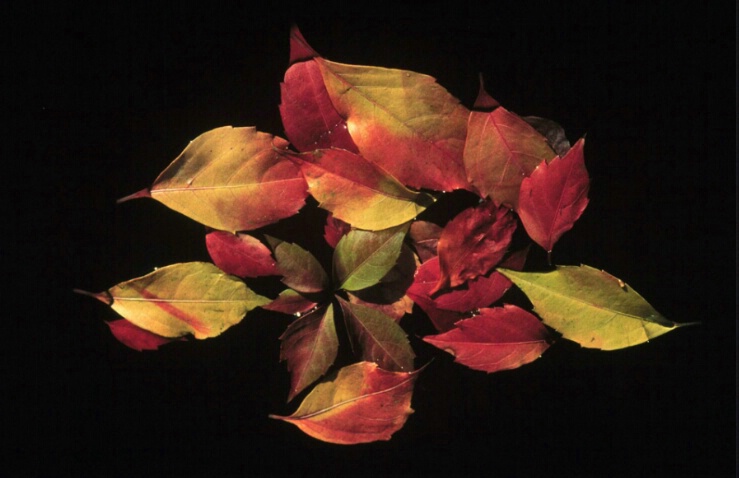 Autumn Leaves - ID: 5184730 © John T. Sakai