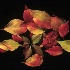 © John T. Sakai PhotoID# 5184730: Autumn Leaves