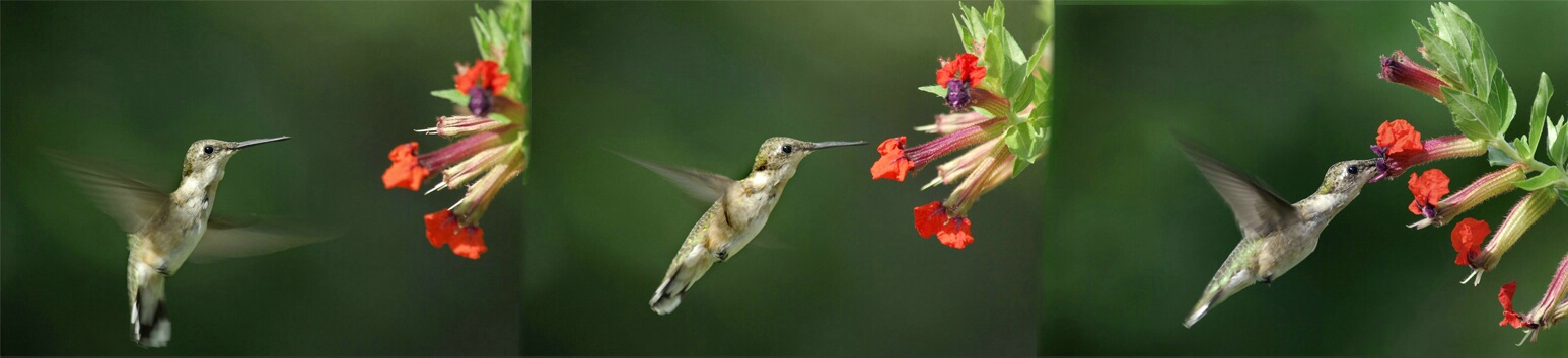hummingbird series 1 - ID: 5185006 © Michael Cenci