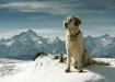 alpine dog