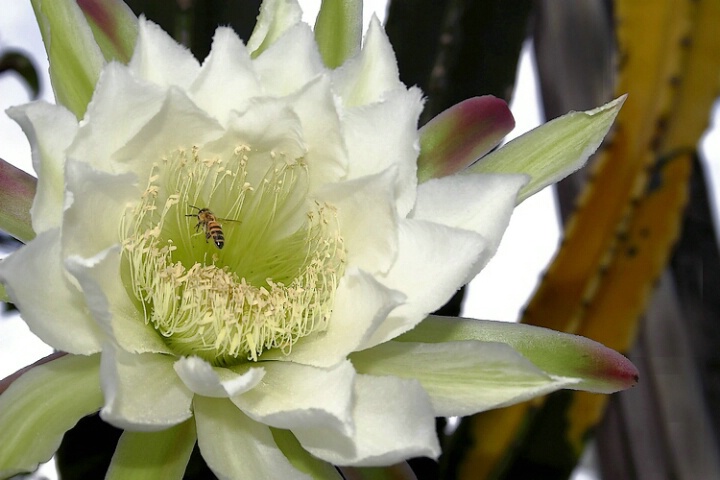 Cactus Flower & Bee