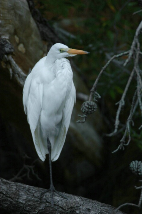 Great White Heron and Pines - ID: 5185804 © Karen L. Messick