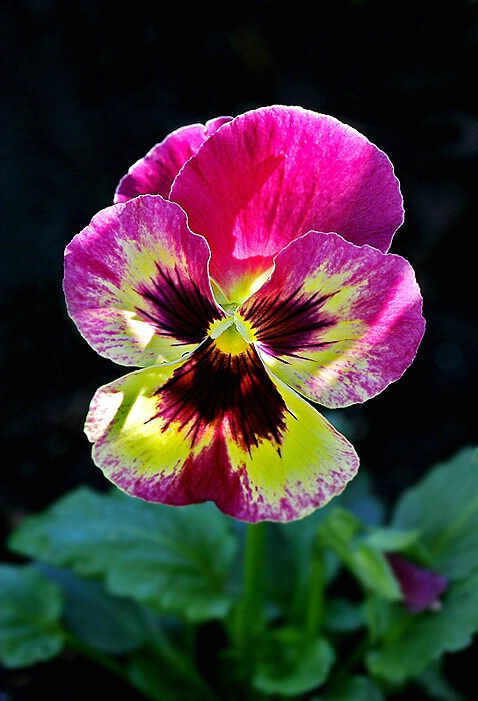Glowing Pansy