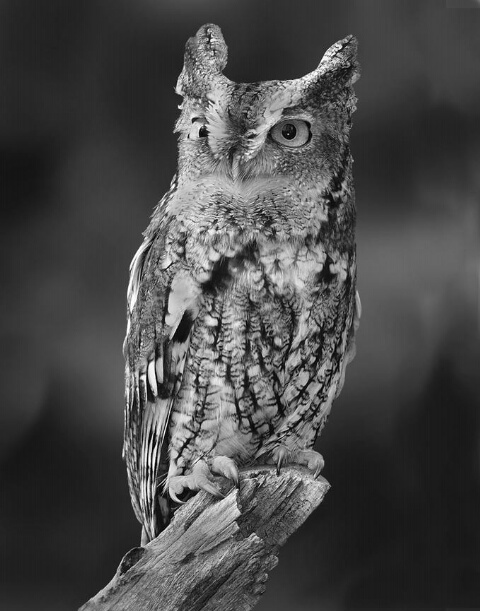 "Black and White Owl"