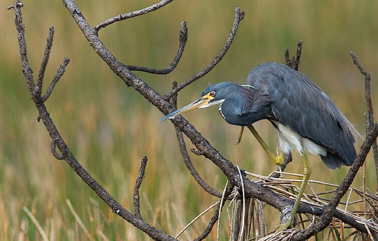 Tricolored Heron