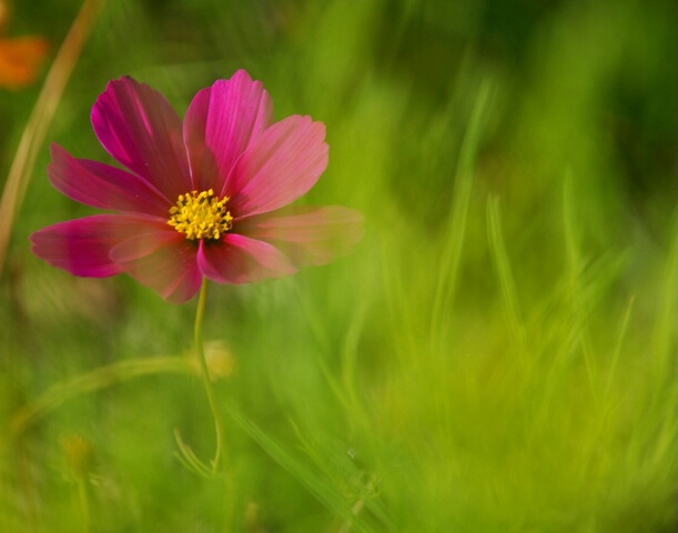 Cosmos flower