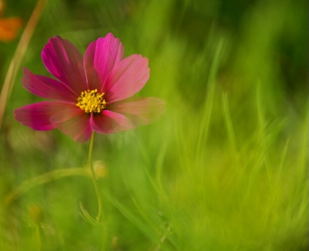 Cosmos flower