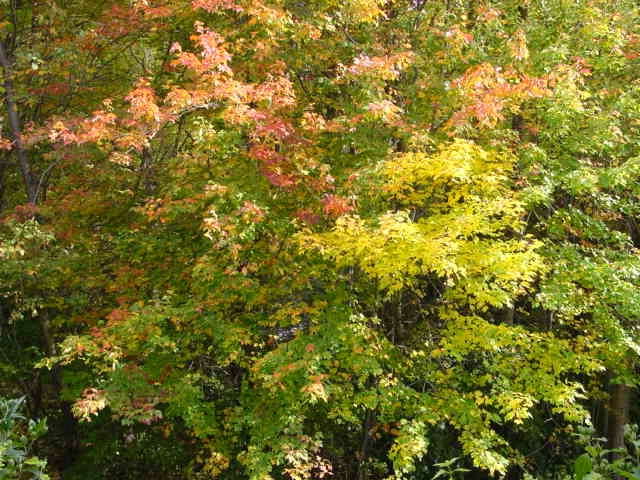 original fall color image 