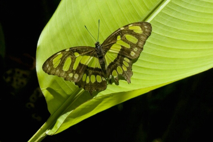 Butterfly Green