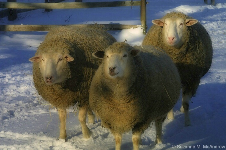 Winter Woolies