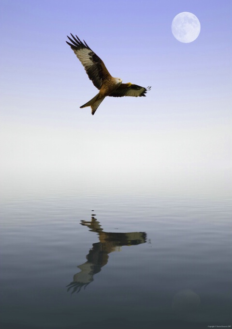 Red Kite Reflection