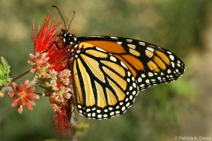 Monarch and the Fairyduster - ID: 5191528 © Patricia A. Casey