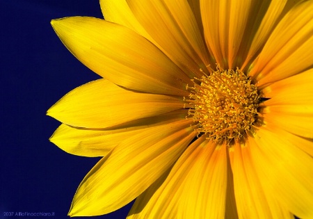 Yellow daisy