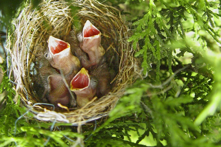 Baby Birds