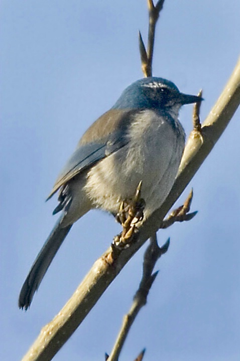 Western Scrub-Jay - ID: 5194555 © John Tubbs