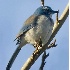 2Western Scrub-Jay - ID: 5194555 © John Tubbs