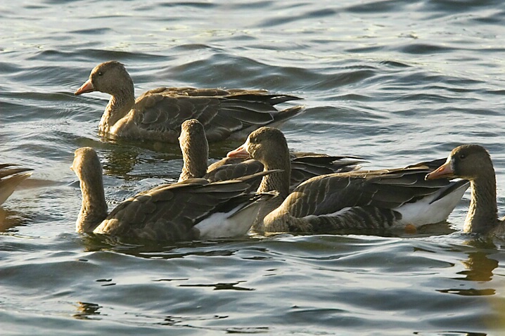 Greater White-fronted Geese - ID: 5194556 © John Tubbs