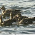 2Greater White-fronted Geese - ID: 5194556 © John Tubbs