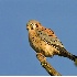 2American Kestrel (Male) - ID: 5194557 © John Tubbs