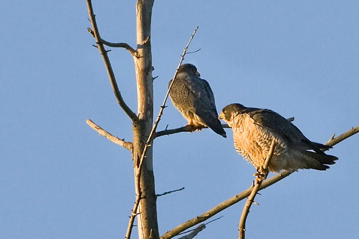 Peregrine Falcons - Pair - ID: 5194558 © John Tubbs