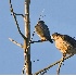 2Peregrine Falcons - Pair - ID: 5194558 © John Tubbs