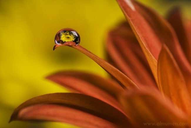 Flower In a drop