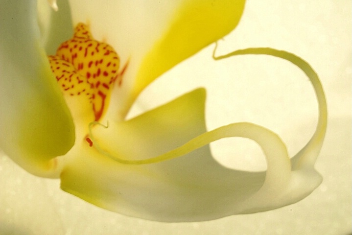 Abstract Orchid