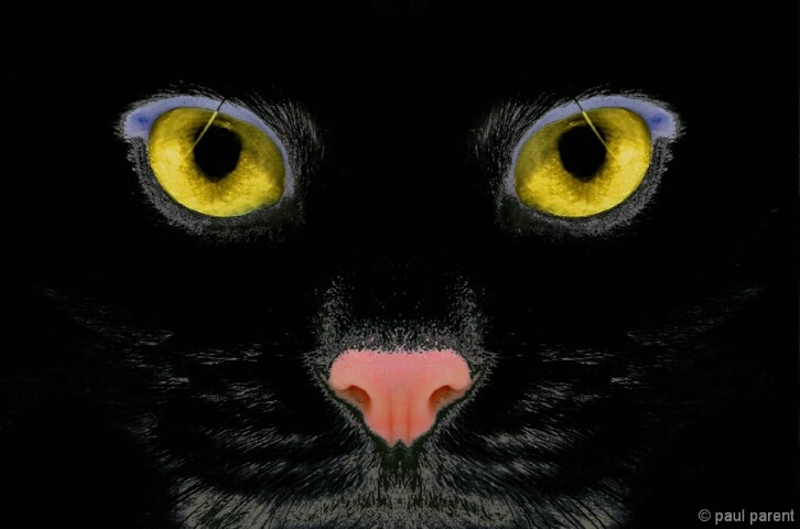 The Black Cat - ID: 5195620 © paul parent