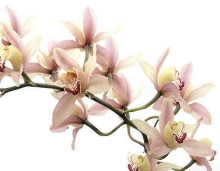 Orchids 3