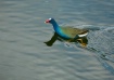 Purple Gallinule