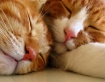 Dream Together