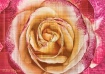 Ramblin' Rose