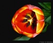 Inner Beauty