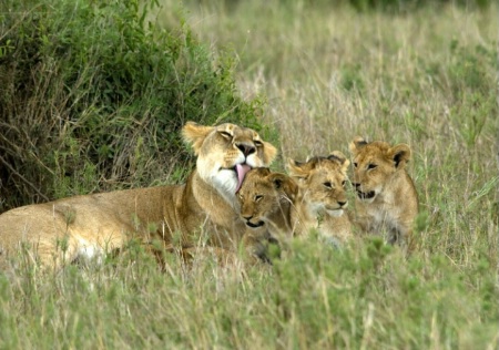 Lioness and cubs