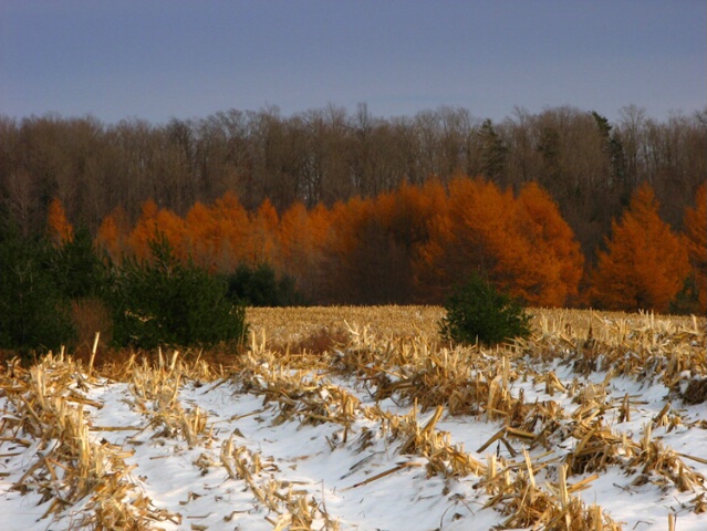 Tamaracks in Winter